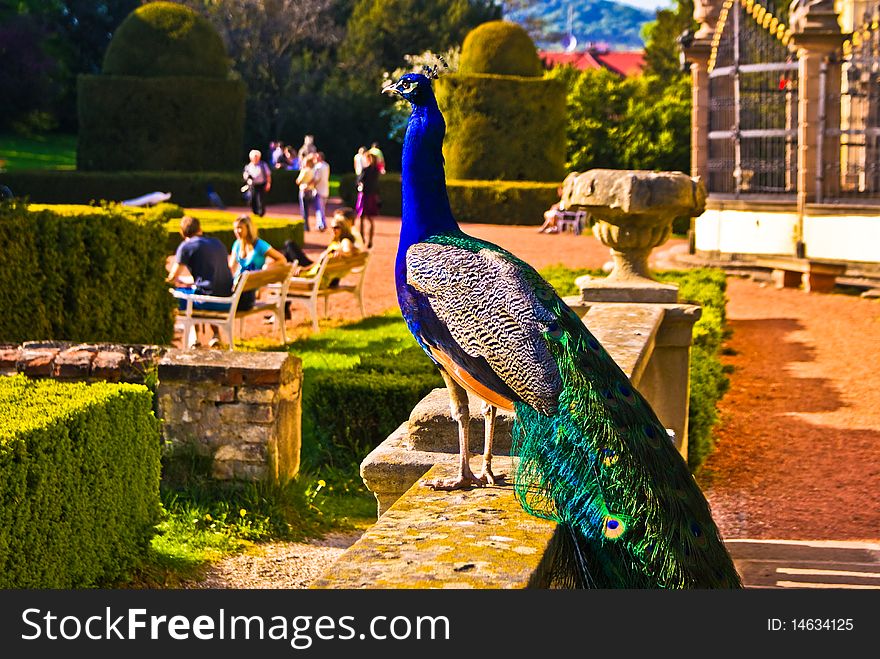 Peacock with colorful feathers in the castle garden