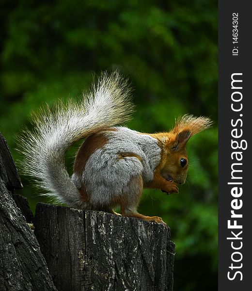 Squirrel on tree