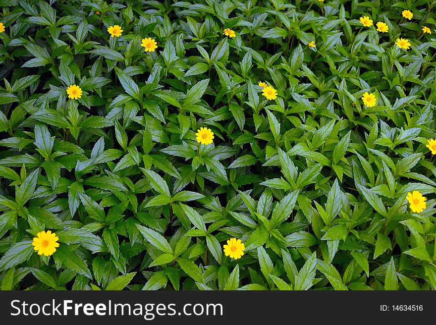 The wild chrysanthemum of wayside. The wild chrysanthemum of wayside