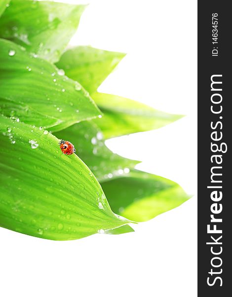 Ladybird sitting on a leaf with drops of water