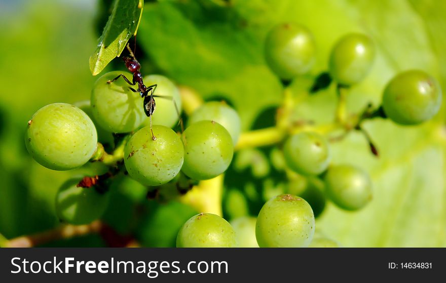 Ant On Grapes