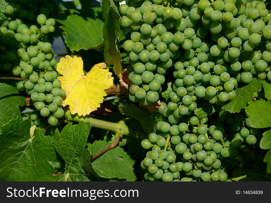 Bunches of grapes on grapevine in vineyard