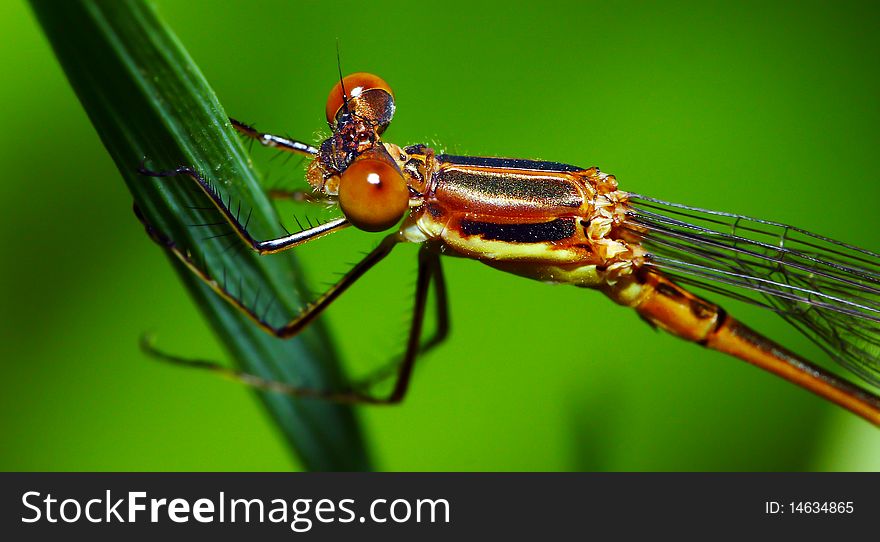 An orange Damselfly perched on a blade of grass.