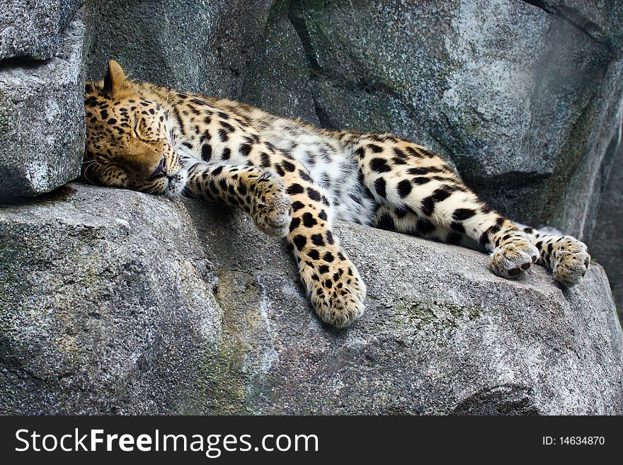 An Amur Leopard gets some rest on a rock. An Amur Leopard gets some rest on a rock.
