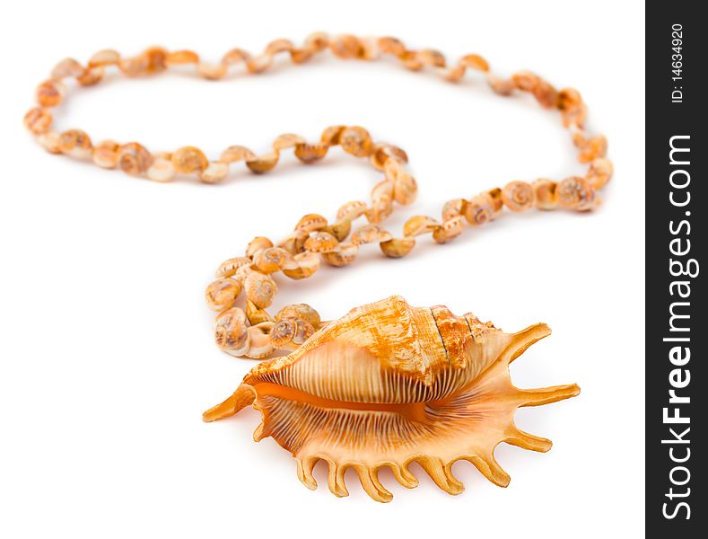 Necklace made of sea shell