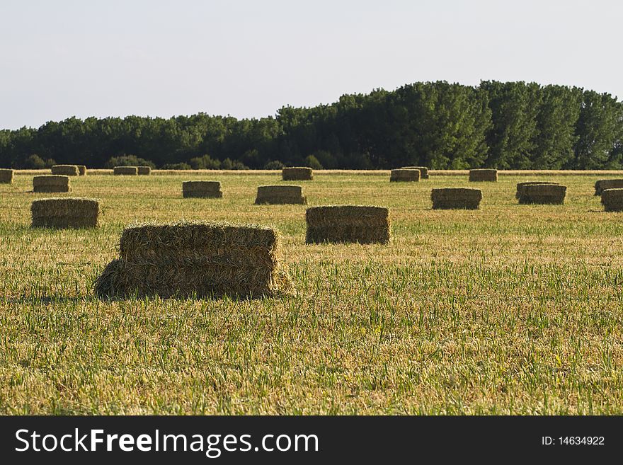 Wheat field, harvest