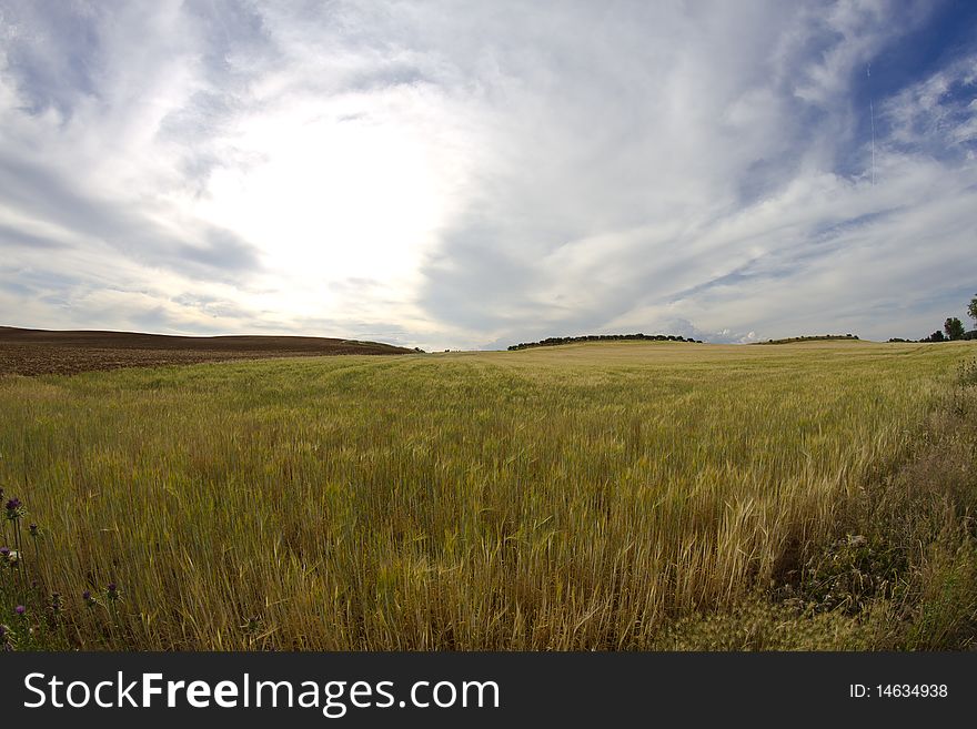 Wheat field, harvest