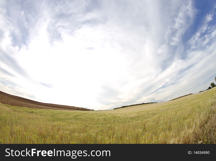 Wheat field, harvest. Golden field and blue sky.