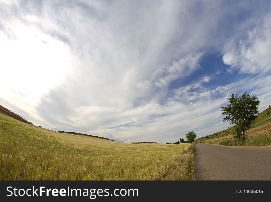 Wheat Field, Harvest