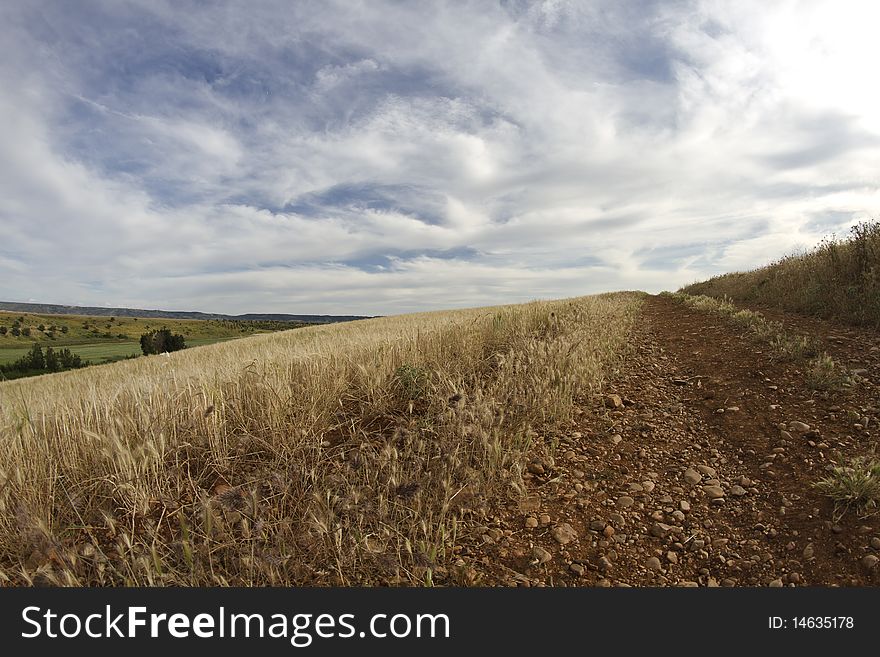 Wheat field, harvest