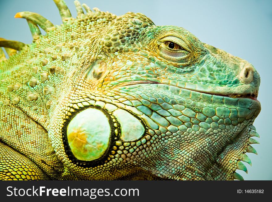 Large green Iguana closeup shot. Large green Iguana closeup shot