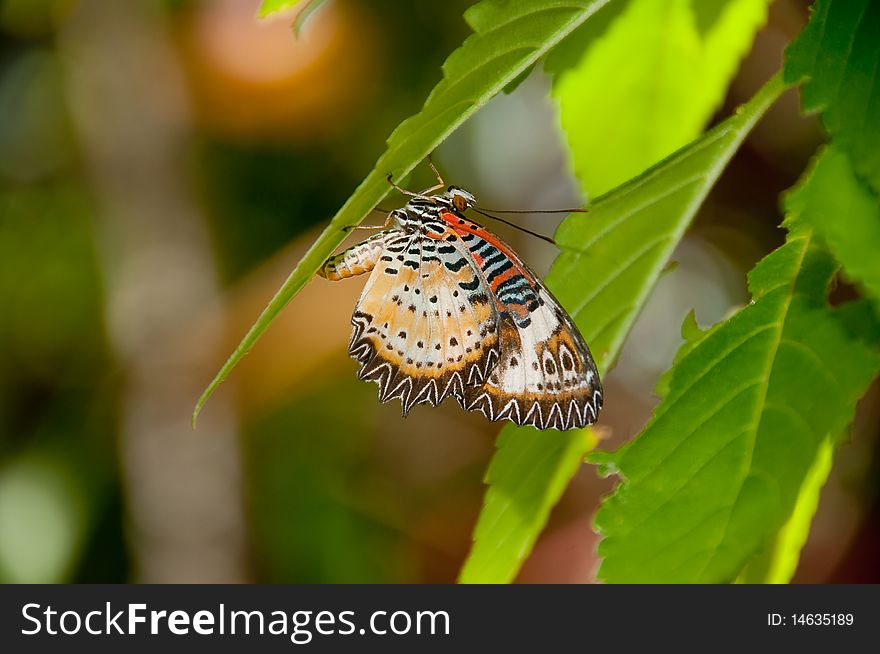 Malaysian Lacewing on leaves in St. Thomas, USVI