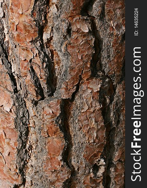 Rich color bark of a pine tree. Rich color bark of a pine tree