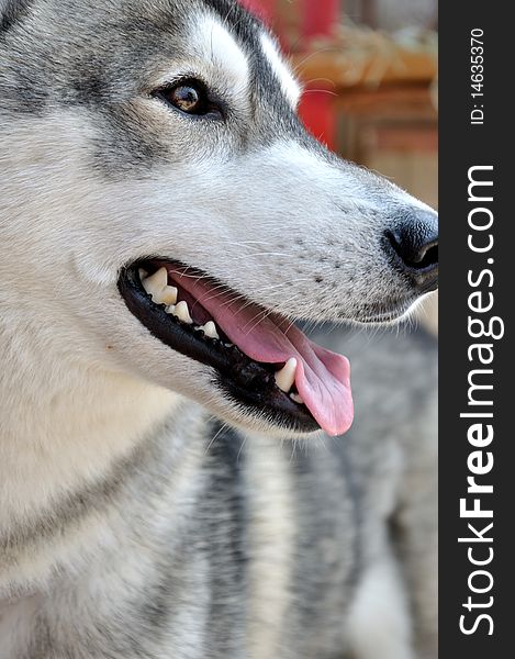 A Siberian husky dog is open mouth and breathing, with his tongue hang out, seems he really feels hot.