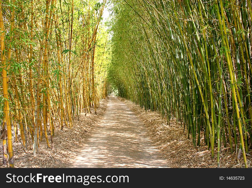 Bamboo laneway and forest walk