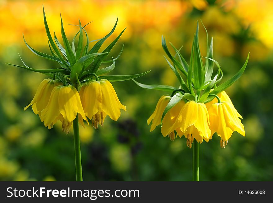 Tulips