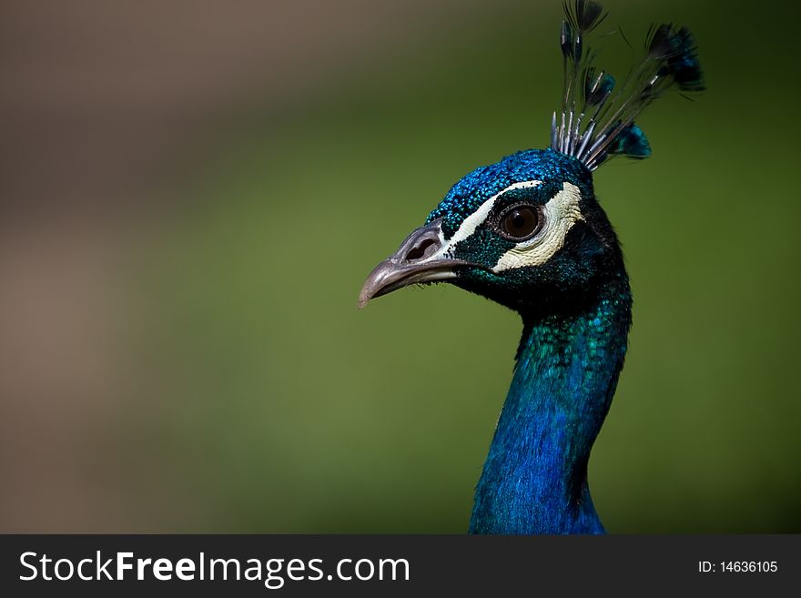 A proud peacock is trying to look good despite the fact he lost quite a few feathers in past battles