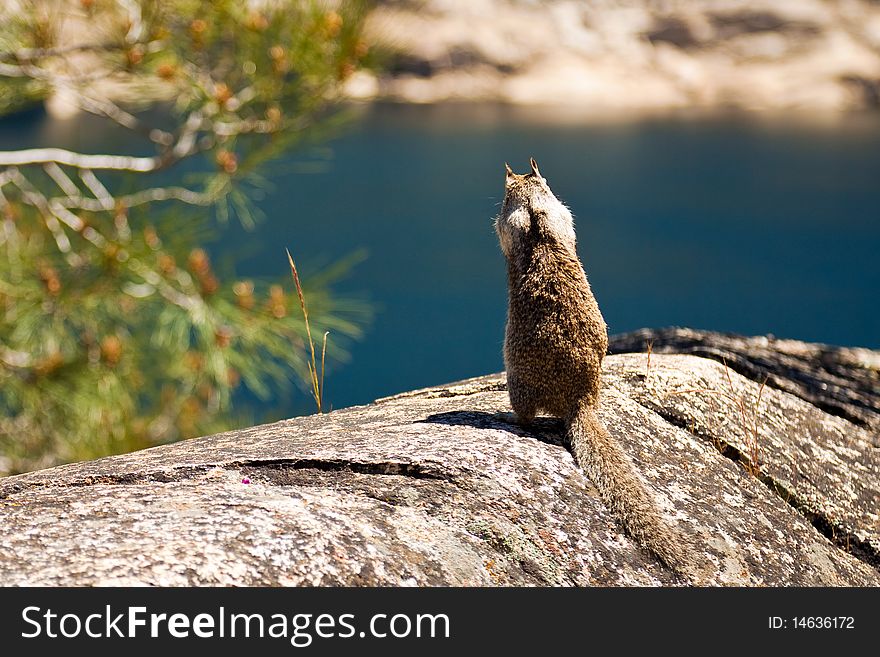 Squirrel looking over Hetch Hetchy reservoir in Yosemite National Park, California. Squirrel looking over Hetch Hetchy reservoir in Yosemite National Park, California.