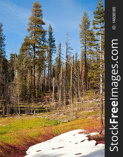 Forest in early spring in Yosemite National Park, California. Forest in early spring in Yosemite National Park, California.