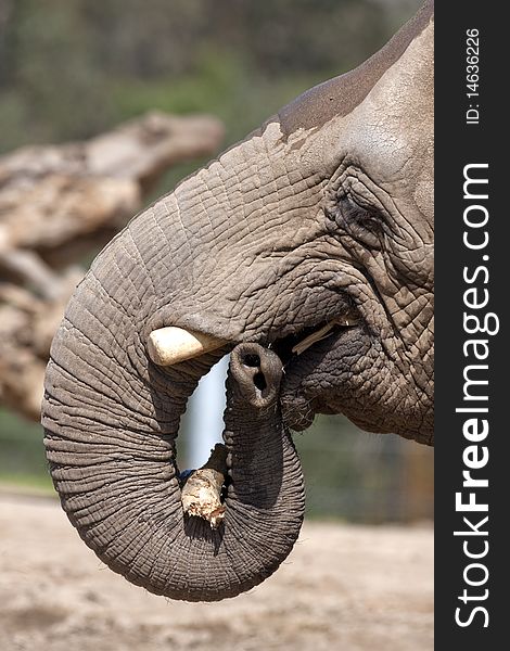 Can you believe it?  This elephant was eating a log!. Can you believe it?  This elephant was eating a log!