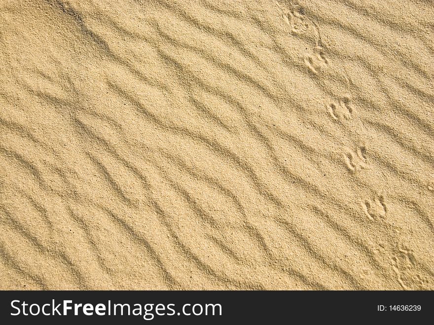 Insect traces on the sand. Nature Background