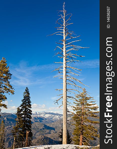 Dead pine at Smith Peak in Yosemite National Park, California. Dead pine at Smith Peak in Yosemite National Park, California.