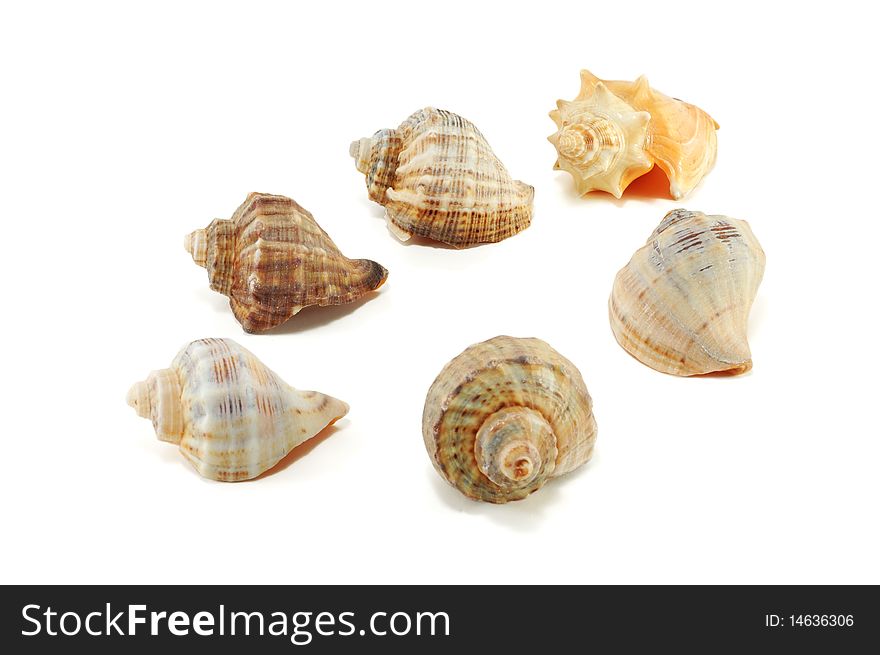 Sea shells isolated on a white background. Sea shells isolated on a white background