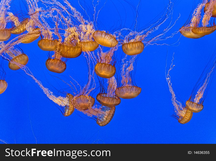 Beautiful Jelly fishes in the aquarium with blue background, Monterrey, California