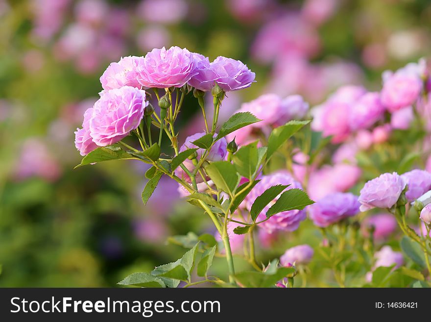 The China roses are blooming.