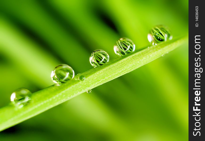 Dew on green blade grass. Dew on green blade grass.