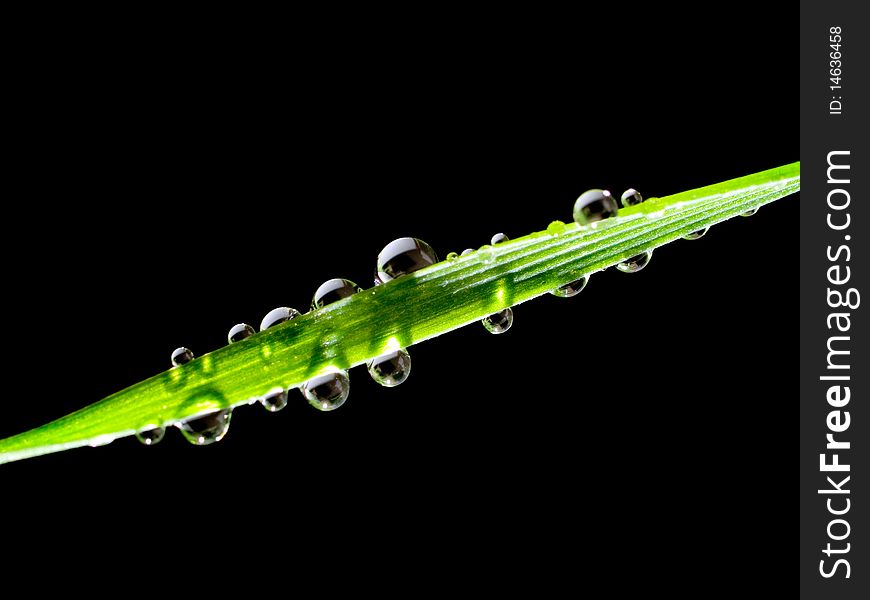 Green blade grass with water drops isolated on black background. Green blade grass with water drops isolated on black background.