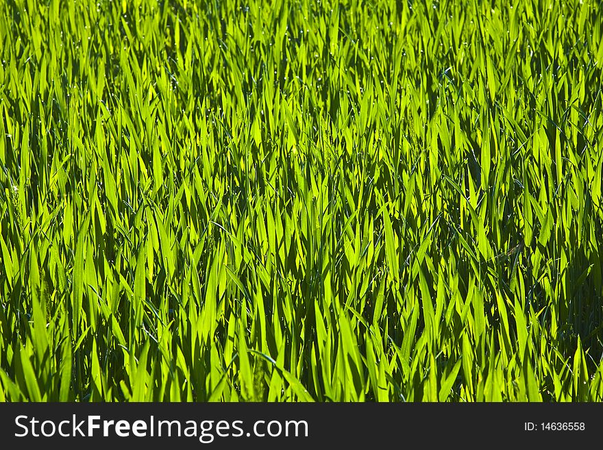 Beautiful harmonic structure of green corn plants with dew