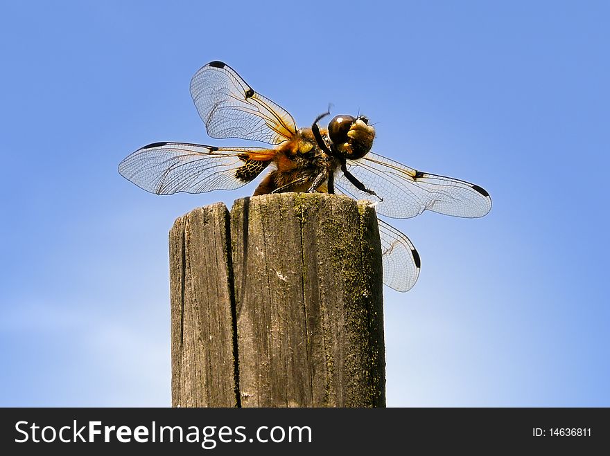 A Dragonfly on a wooden pillar. Looks like it is waving.