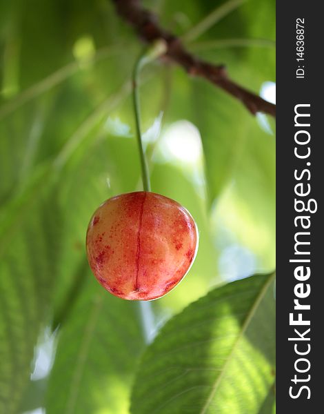Cherry, on tree in outdoors