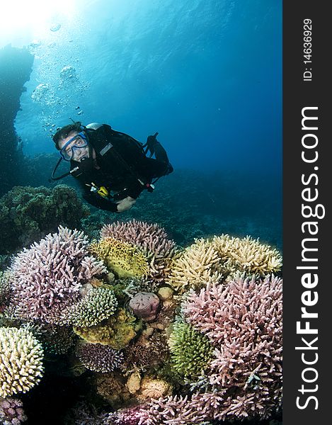 Man scuba diver swimms over colorful coral. Man scuba diver swimms over colorful coral