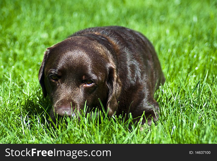 Labrador Resting in Grass