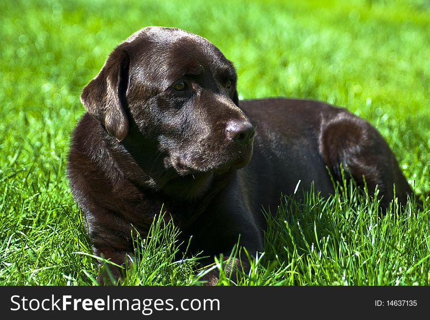 Chocolate Labrador laying down in a grass lawn. Chocolate Labrador laying down in a grass lawn