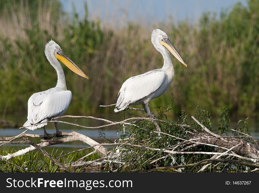 Dalmatian Pelican, Pair, resting on branches