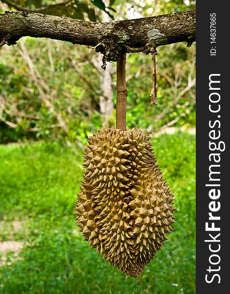 Durian on tree in fruit garden, Thailand. Durian on tree in fruit garden, Thailand