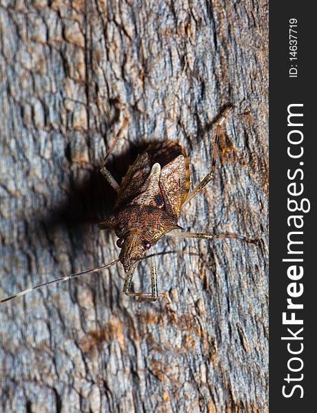 Macro of a camouflaged stink bug with tree bark