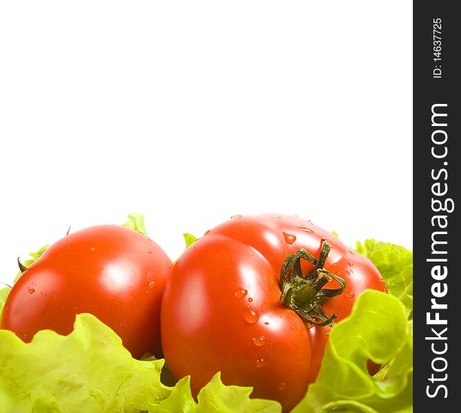 Fresh tomatoes in salad leaves