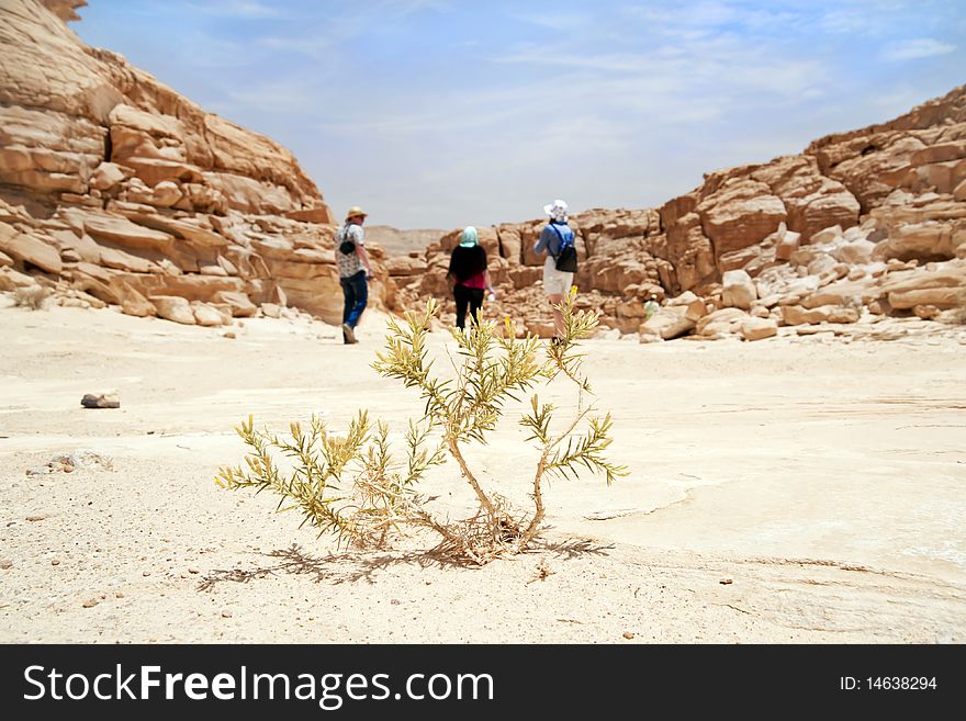 In a photo are represented desert and people