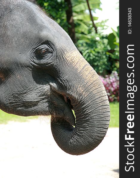 Elephant face profile with trees in background.