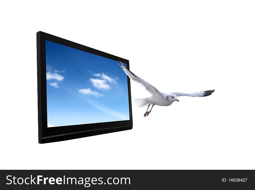 Flat screen television with seagull flying out of it. Flat screen television with seagull flying out of it