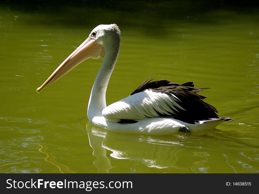 Australian Pelican Swimming Calmly On A Surface of Green Water. Australian Pelican Swimming Calmly On A Surface of Green Water