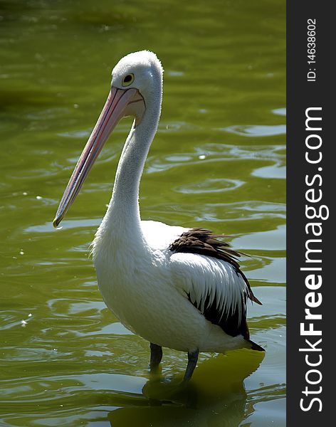 Australian pelican standing calmly in shallow green water