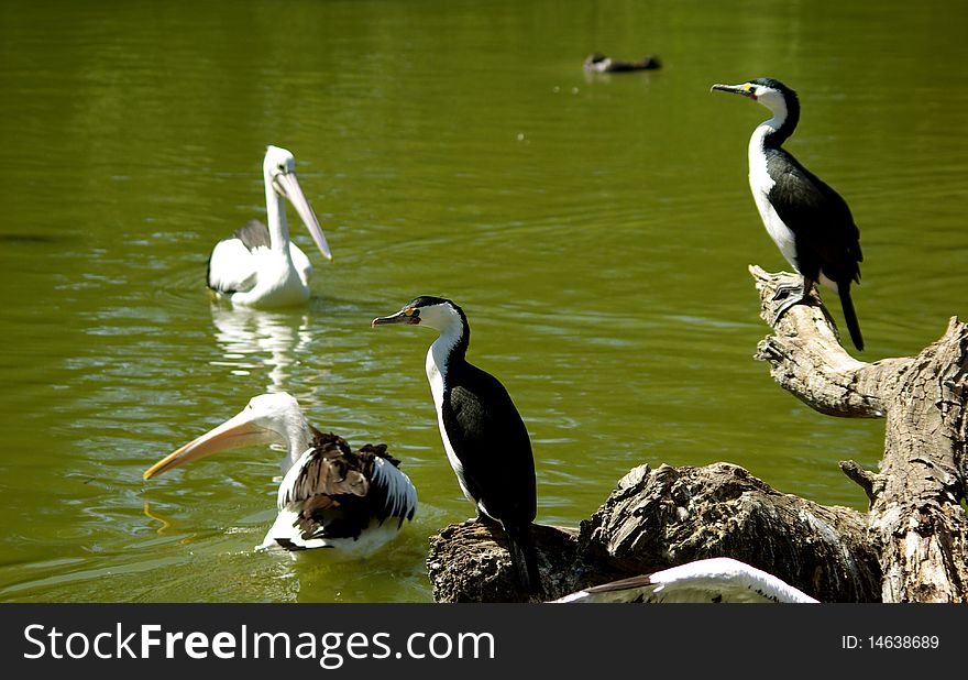 Cormorants And Pelicans