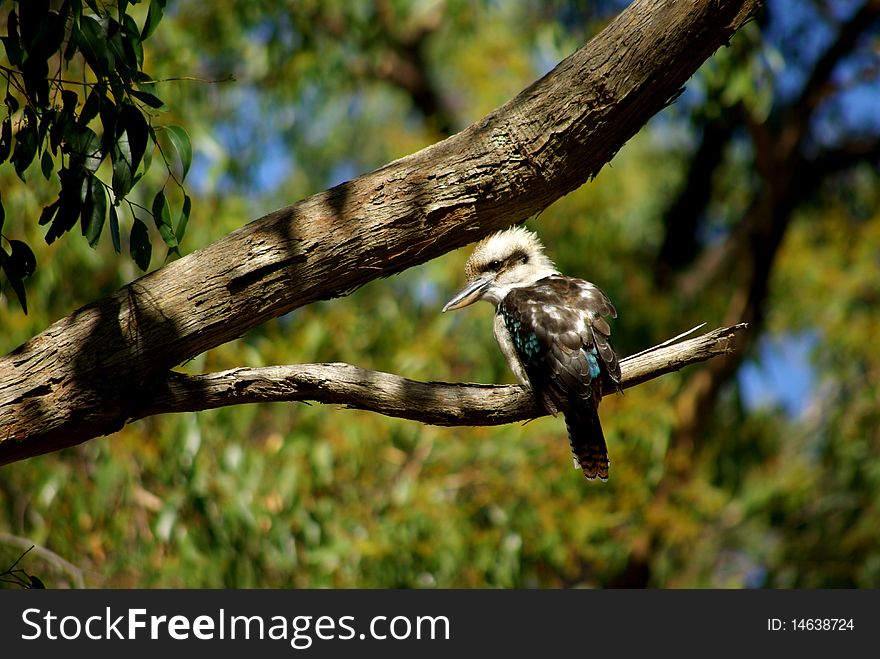 Australian Laughing Kookaburra sitting on a branch of a tree