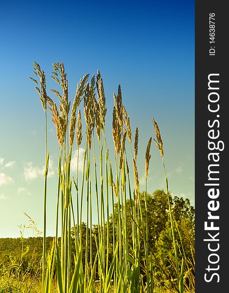 Elegant wild summer grass under the blue sky. Elegant wild summer grass under the blue sky