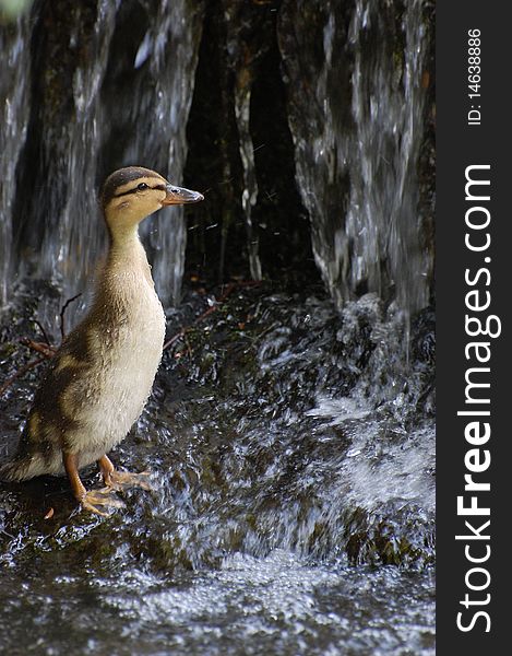 Baby duck, by a waterfall. Baby duck, by a waterfall